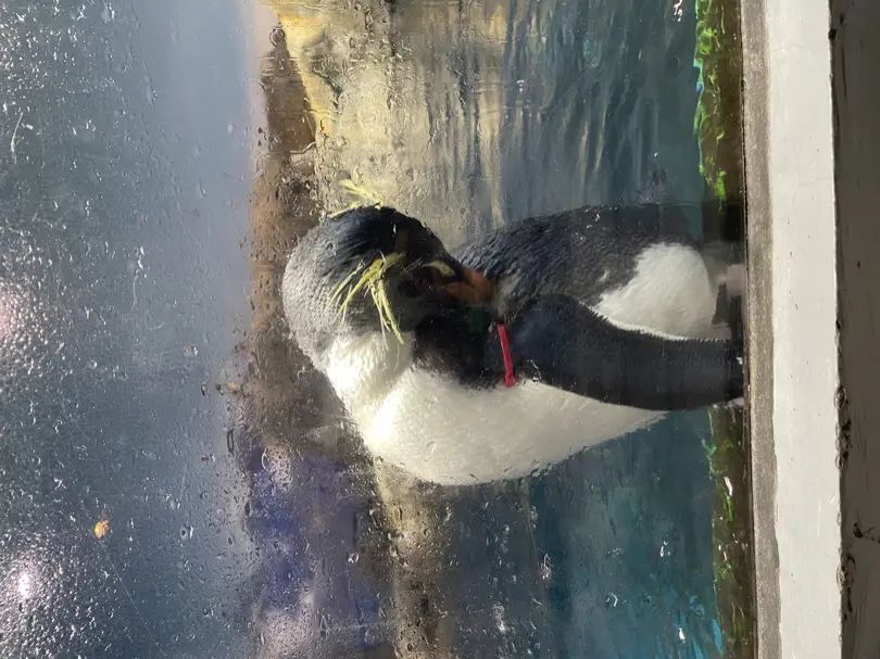 長崎ペンギン旅行